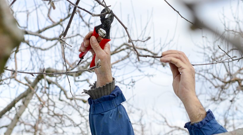 SAVJET AGRONOMA: Zaštita i zimska njega voćnja
