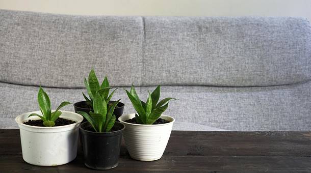 SAVJET AGRONOMA: Njega sobnog i zimskog bilja tokom zimski mjeseci