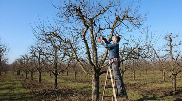 SAVJET AGRONOMA: Zimska rezidba voćaka