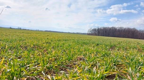 SAVJET AGRONOMA: Prihrana ozimih usjeva u proljeće
